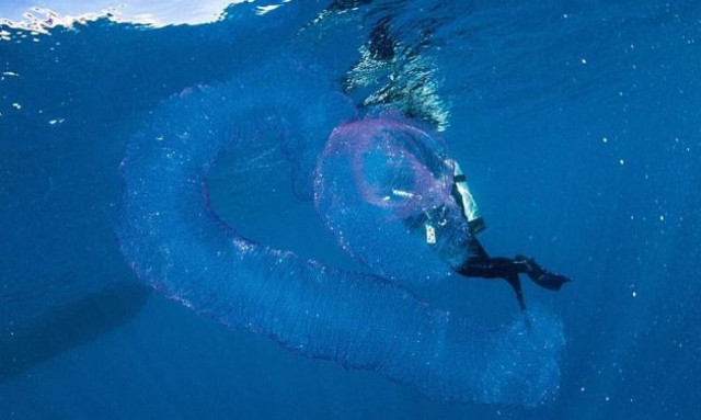 Προσοχή! Μήπως είδατε αυτό το πλάσμα την ώρα που κολυμπούσατε;