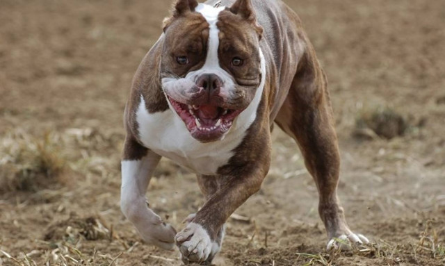 Σοκ στα Φάρσαλα: Στο νοσοκομείο 27χρονη που δέχτηκε επίθεση από πιτ μπουλ