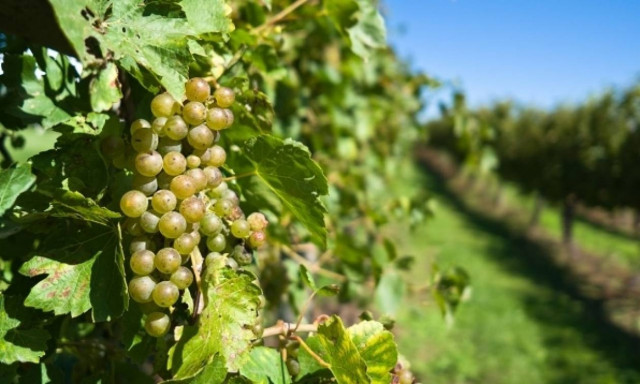 Διοργάνωση από τους οινοπαραγωγούς του αμπελώνα της Αττικής