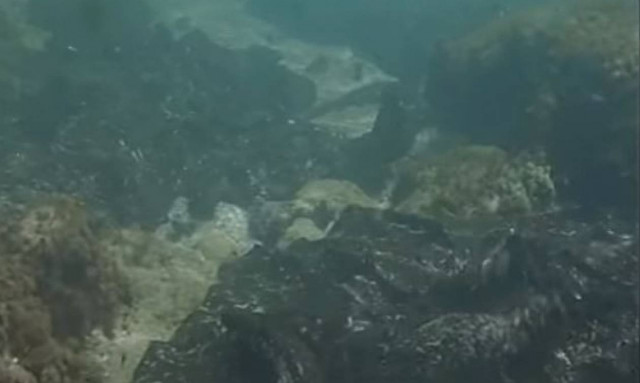 SOS από το «Αρχιπέλαγος»: Ο βυθός είναι γεμάτος μαζούτ - Απειλείται η τροφική αλυσίδα