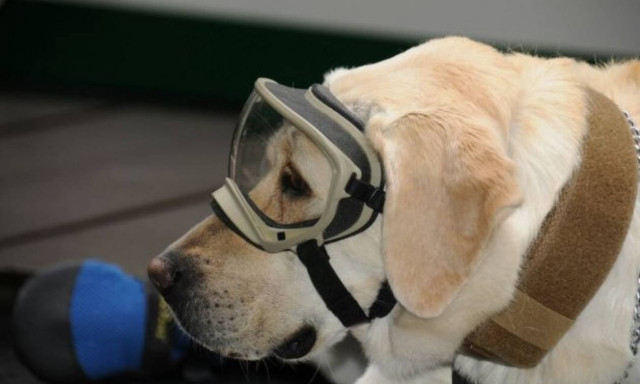 Φρίντα: Το λαμπραντόρ που σώζει ζωές στο Μεξικό! (pics+vid)