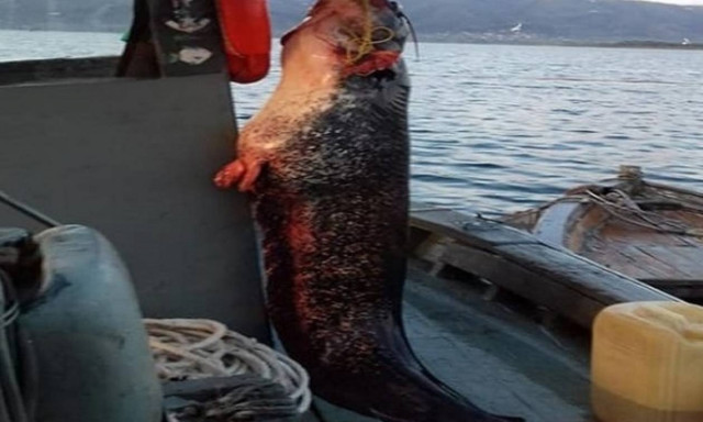 Έπιασε ψάρι δύο μέτρων στη λίμνη Τριχωνίδα! (pics)