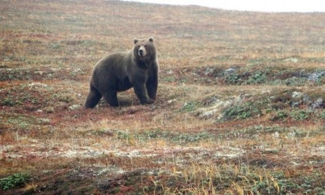 Φρικτός θάνατος για 6χρονο αγοράκι: Τον κατασπάραξε αρκούδα ενώ έπαιζε
