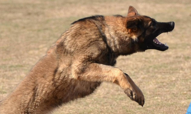 Πάτρα: Αγέλη σκύλων επιτέθηκε σε 56χρονο