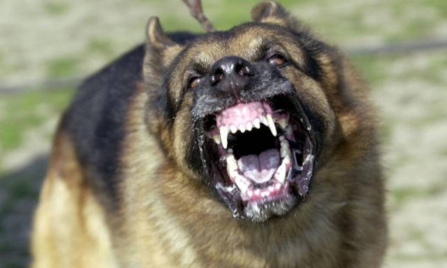 Πανικός στην Πάτρα! Στο νοσοκομείο άνδρας έπειτα από επίθεση τριών σκύλων