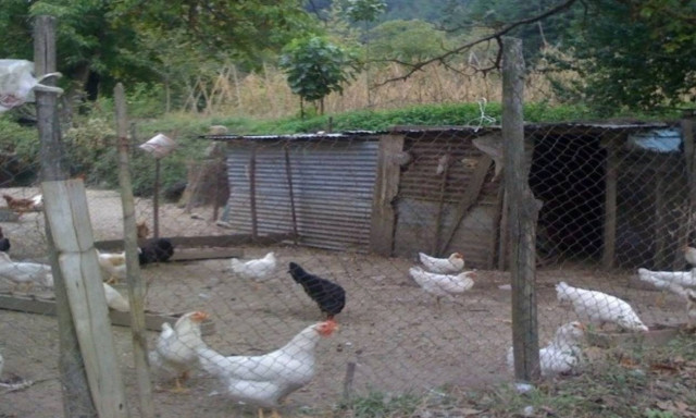 Απίστευτο! Βρήκαν… θησαυρό σε κοτέτσι στο Διδυμότειχο!