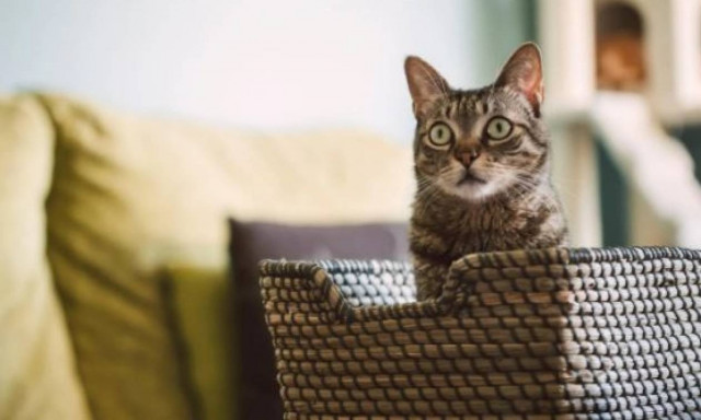 Αδιανόητο! Χάσατε το τηλεκοντρόλ και δε μπορείτε να αλλάξετε κανάλι; Χρησιμοποιήστε τη γάτα σας!