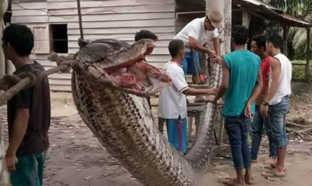 Εικόνες – σοκ: 37χρονος πάλεψε με τεράστιο πύθωνα και βγήκε νικητής