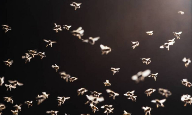 Τραγωδία: Ηλικιωμένη βρήκε φρικτό θάνατο - Δέχθηκε επίθεση από τεράστιες σφήκες!