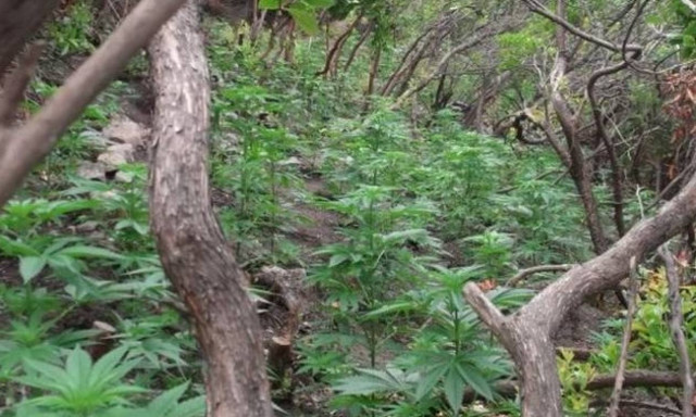 Εντοπίστηκαν εκατοντάδες χασισόδεντρα δίπλα σε ποτάμι στη Θεσσαλονίκη