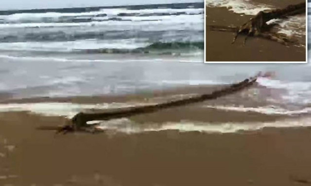 Τρόμος σε παραλία - Ξεβράστηκε απόκοσμο πλάσμα (vid)