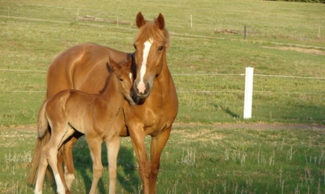 Εκπαίδευση αλόγων... υψηλής τεχνολογίας!