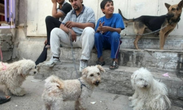 Αυτά τα αδέσποτα ζώα βρίσκουν σπίτι χάρη στους ιστότοπους κοινωνικής δικτύωσης!