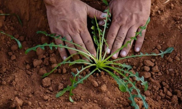 Αυτό είναι το «φάρμακο» για την υγεία μας που παράγει η Κρητική γη!
