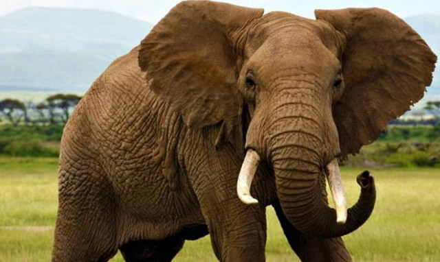 Τραγωδία στο Μπαγκλαντές: Τέσσερις άνθρωποι ποδοπατήθηκαν από ελέφαντες ενώ κοιμούνταν