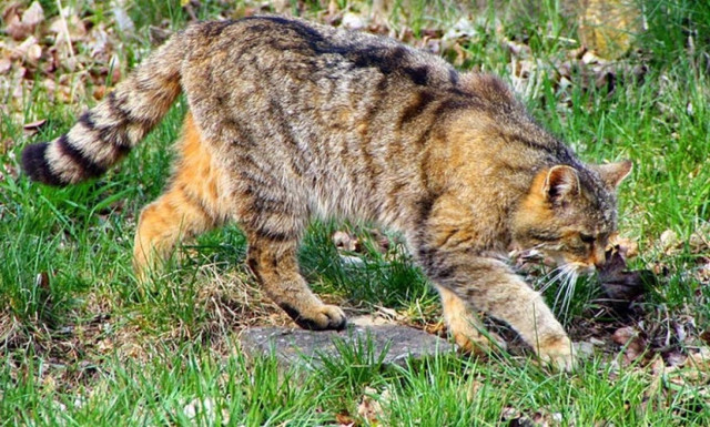 Κρήτη: Συναγερμός στους επιστήμονες - Πιάστηκε φουρόγατος στον Ομαλό; (pic)