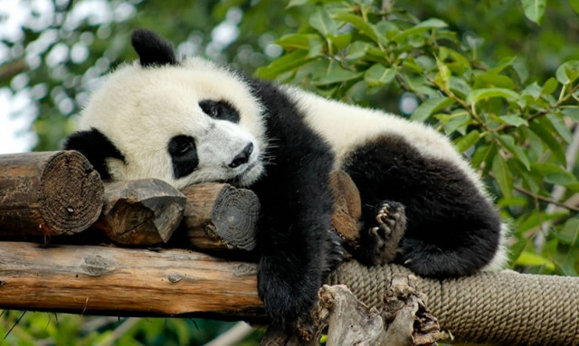 Με… προξενιό θα κόψουν την κακή συνήθεια ενός πάντα στο Βερολίνο!