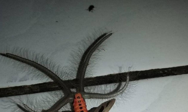 Μυστηριώδες πλάσμα με τριχωτά «πλοκάμια» τρομοκρατεί το Internet (video)