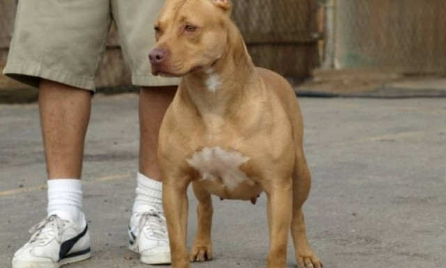 Πάτρα: Πιτ μπουλ επιτέθηκε σε γυναίκα