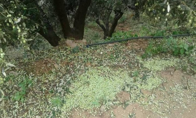 Καιρός - Κρήτη: Το χαλάζι κατέστρεψε την ελαιοπαραγωγή (pics)
