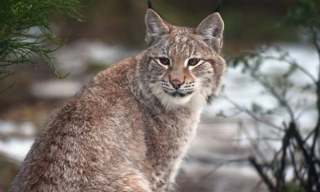 Προσοχή! Αγριόγατα δραπέτευσε από ζωολογικό πάρκο - Επιτίθεται σε ανθρώπους