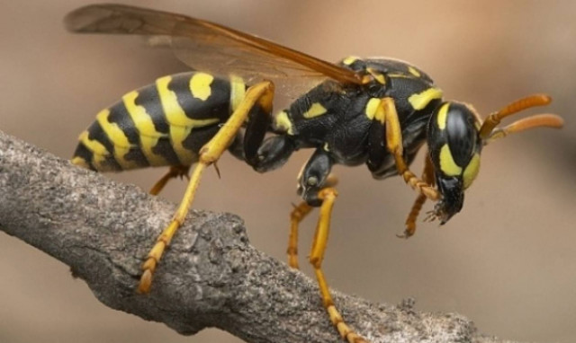Συγκλονισμένοι συγγενείς και φίλοι του Αντώνη Χαρακιανάκη – Τον σκότωσε σμήνος από σφήκες