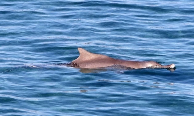 Κρήτη: Ευχάριστη επίσκεψη - Δελφίνι «έκοβε» βόλτες σε απόσταση αναπνοής από το λιμάνι! (pics)
