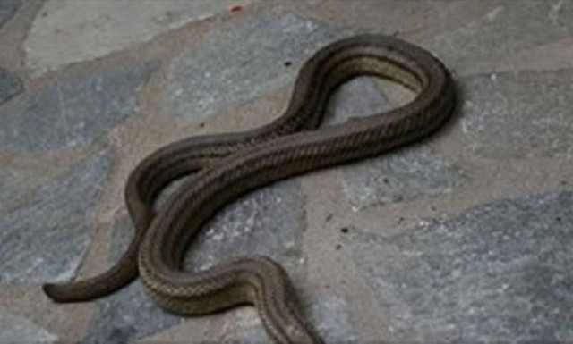 Χαροπαλεύει 19χρονος - Τον δάγκωσε θανατηφόρο φίδι