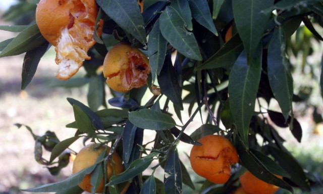 ΕΛΓΑ: Τις ζημιές που προκάλεσε το χαλάζι σε καλλιέργειες στην Δυτική Ελλάδα καταγράφει η Περιφέρεια