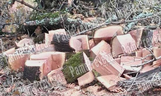 Συναγερμός στην Πρέβεζα: Ποιοι ρημάζουν το δάσος με τις βελανιδιές στο Βόκαμπο