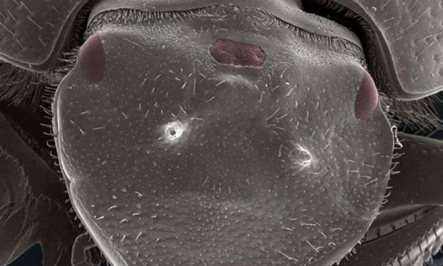 Επιστήμονες δημιούργησαν σκαθάρι με... τρίτο μάτι!