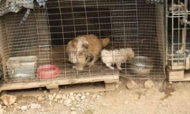 Κρήτη: Σφράγισαν κολαστήριο - υγειονομική βόμβα