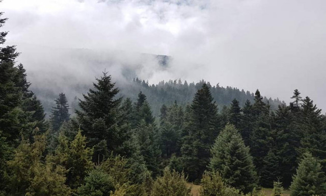 Πυρκαγιά σε ελατοδάσος στα Καλάβρυτα