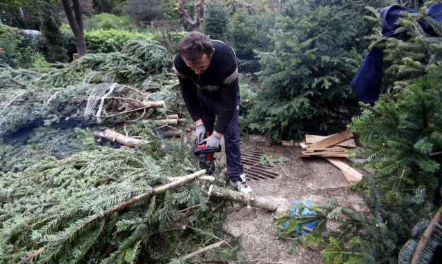Χριστούγεννα 2017: H απόφαση για την υλοτομία και τη μεταφορά των χριστουγεννιάτικων δενδρυλλίων