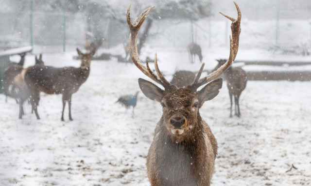 Φρίκη στη Νορβηγία: Τρένα «θέρισαν» 127 ταράνδους σε επτά μέρες (ΠΡΟΣΟΧΗ! ΣΚΛΗΡΕΣ ΕΙΚΟΝΕΣ)