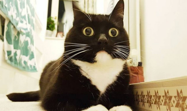 Την λένε Ζέλντα, είναι γάτα και έχει το πιο τρομαγμένο βλέμμα που έχετε δει