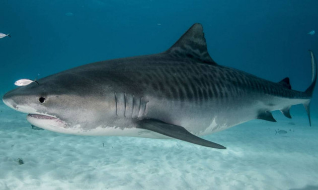 Σοκ στην Κόστα Ρίκα: Πήγε για κατάδυση και την κατασπάραξε καρχαρίας