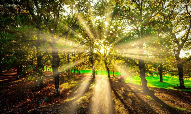 Συγκλονιστικές εικόνες από το δρυοδάσος της Φολόης – Ένα μέρος που πρέπει να γνωρίσετε από κοντά