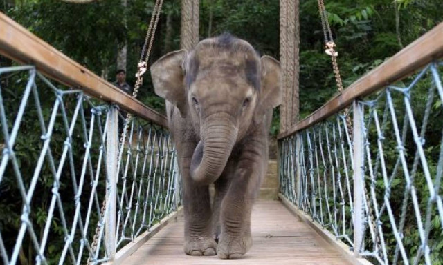 Πεινασμένος ελέφαντας «ισοπέδωσε» χωριό στην Κίνα (Vid)