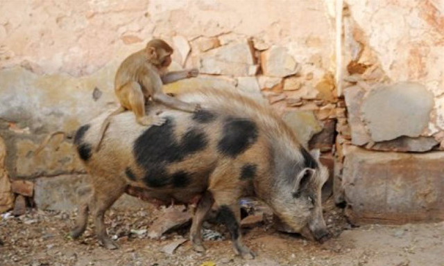 Πίθηκος βρήκε το πιο παράξενο «μεταφορικό» για να κάνει τις βόλτες του