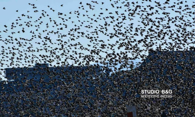 Ναύπλιο: Απίστευτο «σόου» έστησαν εκατοντάδες πουλιά - Μαγικές εικόνες