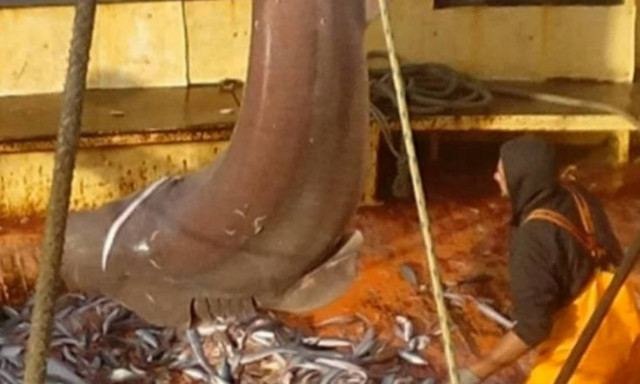 Χίος: Γαλέος 250 κιλών στα δίχτυα ψαράδων (vid)