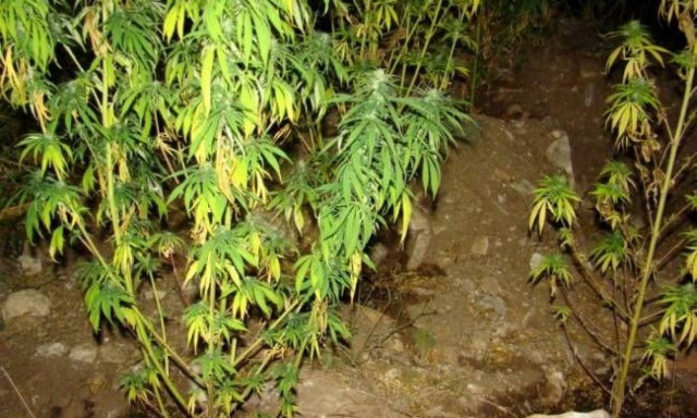 Κιλκίς: Συλλήψεις τριών νεαρών για καλλιέργεια κάνναβης