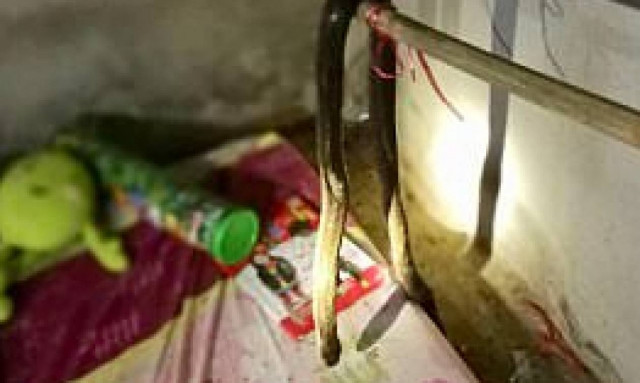 ΣΟΚ: Νεκρή 9χρονη - Την δάγκωσε κόμπρα ενώ κοιμόταν (pics)