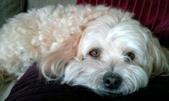 Συγκινητικό: Σκυλίτσα σχεδόν ξεψύχησε θρηνώντας τη νεκρή ιδιοκτήτριά της