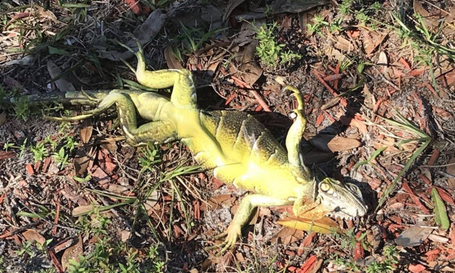 Αποκαρδιωτικές εικόνες: Κάνει τόσο κρύο στη Φλόριντα που τα ιγκουάνα πέφτουν από τα δέντρα