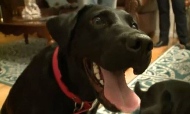 Πώς το γάβγισμα του σκύλου έσωσε μία οικογένεια από φρικτό θάνατο (vid)