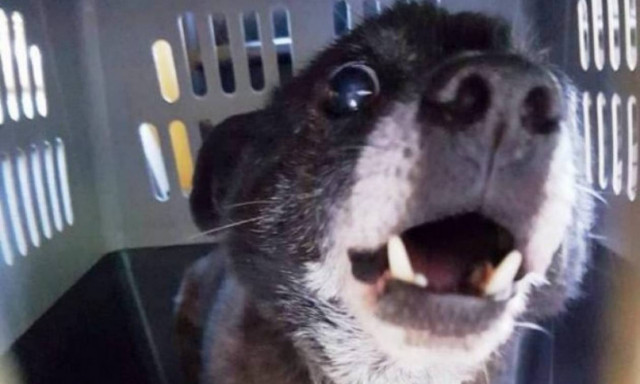 Συγκλονιστική ιστορία αγάπης στην Κρήτη - Δεν πήγαινε στο γηροκομείο για να μην αφήσει τον σκύλο της