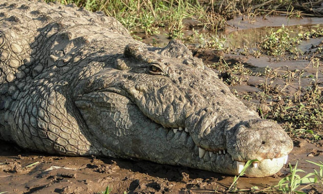 Ρωσία: Αστυνομικοί έκαναν έρευνα για παράνομα όπλα και εντόπισαν... κροκόδειλο!