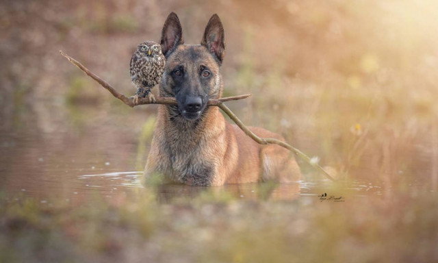 Viral: Η απίθανη φιλία ενός σκύλου και μιας κουκουβάγιας που θα σας συγκινήσει (Pics)